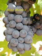 Բʺ֮ƣƷ֣Pinotage