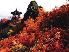 香山红叶进入最佳观赏期 红叶变色率已达61%