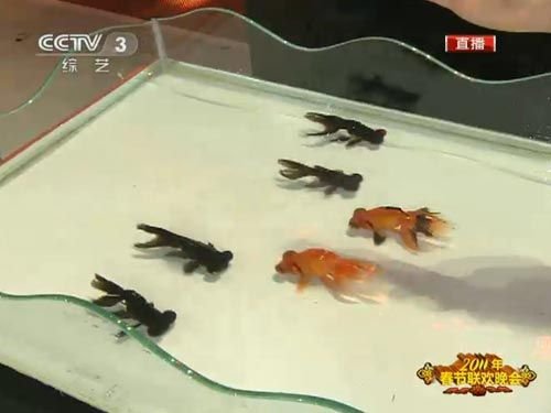 网友曝春晚金鱼魔术:喂鱼吃铁球桌下有人操控